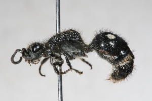  (Trogaspidia sp. 4 - 13738-MutillidB6)  @11 [ ] Copyright (2011) RS Copeland Unspecified