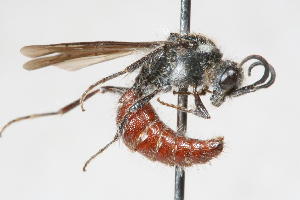  ( - 13738-MutillidC4)  @11 [ ] Copyright (2011) RS Copeland Unspecified