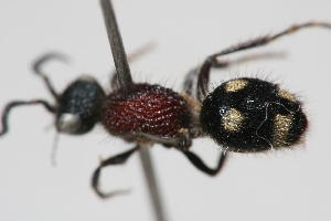  ( - 13738-MutillidF2)  @11 [ ] Copyright (2011) RS Copeland Unspecified