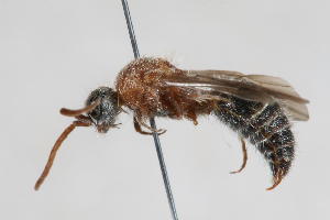  (Smicromyrme sp. 27 - 13709-MutillB5)  @11 [ ] Copyright (2011) RS Copeland Unspecified