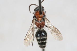  ( - 13709-MutillF9)  @11 [ ] Copyright (2011) RS Copeland Unspecified