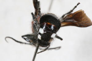  ( - 13710-MutillD8)  @11 [ ] Copyright (2011) RS Copeland Unspecified