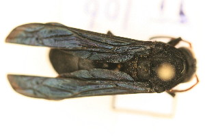  (Synagris - TT 106)  @13 [ ] Copyright (2011) NMK National Museums of Kenya