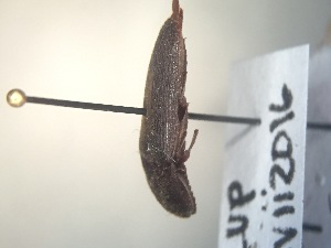  ( - CCDB-30582-C5)  @12 [ ] No Rights Reserved (2017) Elyssa Cameron McGill University