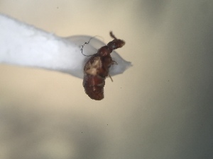  ( - CCDB-30583-E7)  @12 [ ] No Rights Reserved (2017) Elyssa Cameron McGill University