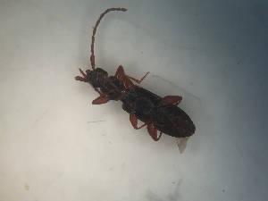  ( - CCDB-23664-G10)  @12 [ ] No Rights Reserved (2098) Elyssa Cameron McGill University