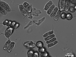  (Desmodesmus communis - KLL-G008a)  @11 [ ] Unspecified (default): All Rights Reserved (2014) Unspecified Israel Oceanographic and Limnological Research