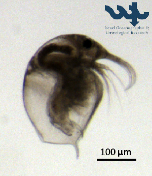  ( - Cl8d)  @11 [ ] CC-BY-NC-ND (2013) Ruth N Kaplan-Levy Israel Oceanographic and Limnological Research
