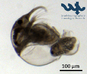  ( - Cl8e)  @11 [ ] CC-BY-NC-ND (2013) Ruth N Kaplan-Levy Israel Oceanographic and Limnological Research
