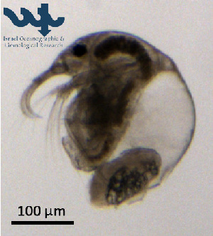  ( - Cl8g)  @11 [ ] CC-BY-NC-ND (2013) Ruth N Kaplan-Levy Israel Oceanographic and Limnological Research
