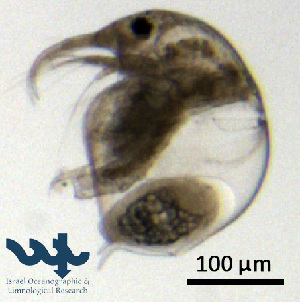 ( - Cl8h)  @11 [ ] CC-BY-NC-ND (2013) Ruth N Kaplan-Levy Israel Oceanographic and Limnological Research
