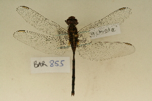  ( - BOG 855)  @13 [ ] Copyright (2011) NMK National Museums of Kenya