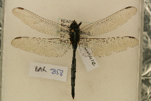  ( - BAR 858)  @13 [ ] Copyright (2011) NMK National Museums of Kenya