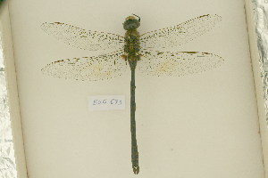  ( - BOG 673)  @12 [ ] Copyright (2011) NMK National Museums of Kenya