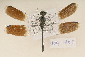  (Tetrathemis polleni - BOG 703)  @14 [ ] Copyright (2011) NMK National Museums of Kenya