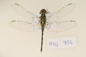  (Acisoma panorpoides - BOG 736)  @14 [ ] Copyright (2011) NMK National Museums of Kenya