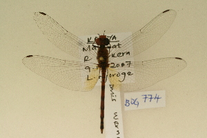  (Trithemis werneri - BOG 774)  @13 [ ] Copyright (2011) NMK National Museums of Kenya