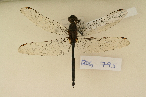  ( - BOG 795)  @11 [ ] Copyright (2011) NMK National Museums of Kenya