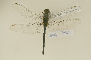  ( - BOG 796)  @11 [ ] Copyright (2011) NMK National Museums of Kenya