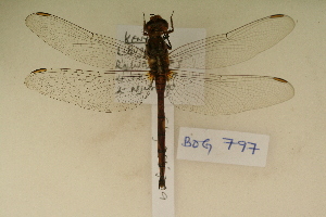  ( - BOG 797)  @12 [ ] Copyright (2011) NMK National Museums of Kenya