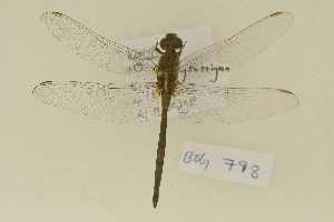  ( - BOG 798)  @11 [ ] Copyright (2011) NMK National Museums of Kenya