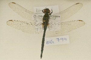  ( - BOG 799)  @13 [ ] Copyright (2011) NMK National Museums of Kenya