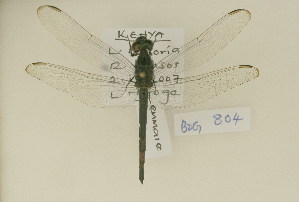  ( - BOG 804)  @13 [ ] Copyright (2011) NMK National Museums of Kenya