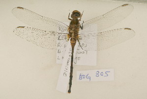  ( - BOG 805)  @13 [ ] Copyright (2011) NMK National Museums of Kenya