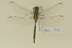  ( - BOG 806)  @13 [ ] Copyright (2011) NMK National Museums of Kenya