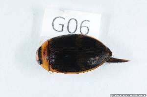  (Hydaticus arcuatus - 14408-DytiG06)  @13 [ ] Copyright (2012) Fabian Haas icipe