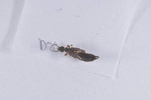  ( - DermD02)  @12 [ ] Unspecified (default): All Rights Reserved  Unspecified icipe