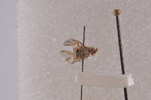  ( - CecoF10)  @12 [ ] Copyright (2011) Fabian Haas icipe