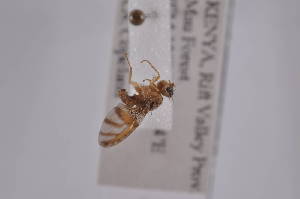  (Ceratitis venusta - CeveH10)  @11 [ ] Copyright (2011) Fabian Haas icipe