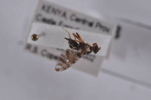  ( - CeruC03)  @11 [ ] Copyright (2011) Fabian Haas icipe