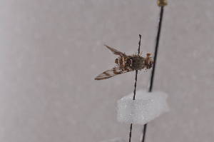  ( - CeruC06)  @12 [ ] Copyright (2011) Fabian Haas icipe