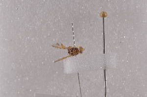  ( - CeorD01)  @12 [ ] Copyright (2011) Fabian Haas icipe