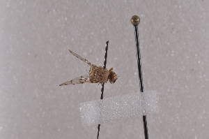  ( - CeflE12)  @11 [ ] Copyright (2011) Fabian Haas icipe