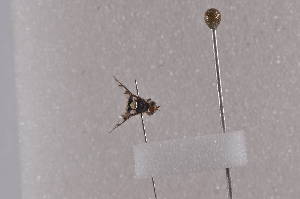  ( - PepuF08)  @11 [ ] Copyright (2011) Fabian Haas icipe
