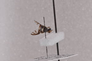  ( - PepuF10)  @11 [ ] Copyright (2011) Fabian Haas icipe