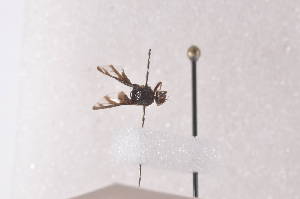  ( - TrniF12)  @12 [ ] Copyright (2011) Fabian Haas icipe