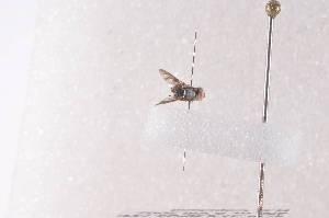  ( - TrseG03)  @12 [ ] Copyright (2011) Fabian Haas icipe