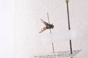  ( - TrinC06)  @12 [ ] Copyright (2011) Fabian Haas icipe
