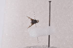  ( - TrniD04)  @11 [ ] Copyright (2011) Fabian Haas icipe