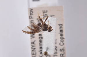  ( - TrdeD11)  @11 [ ] Copyright (2011) Fabian Haas icipe