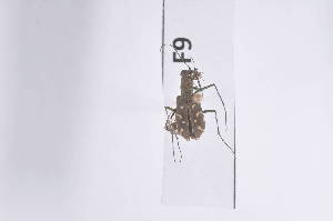  ( - LopF09)  @12 [ ] Copyright (2011) Fabian Haas icipe