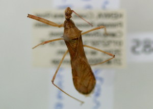  (Endochus cinnamopterus - NMK-ENTO 1885)  @11 [ ] Unspecified (default): All Rights Reserved  Unspecified Unspecified
