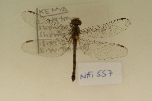  ( - NAT 557)  @13 [ ] Copyright (2011) NMK National Museums of Kenya