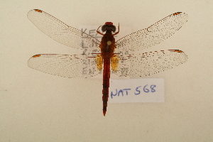  (Trithemis arteriosa - NAT 568)  @15 [ ] Copyright (2011) NMK National Museums of Kenya