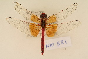  (Trithemis kirbyi - NAT 581)  @14 [ ] Copyright (2011) NMK National Museums of Kenya