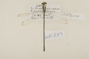  (Pseudagrion niloticum - NAT 589)  @13 [ ] Copyright (2011) NMK National Museums of Kenya